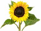 Bild Sonnenblume